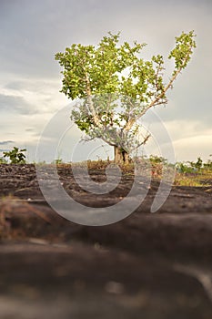 Alone Tree