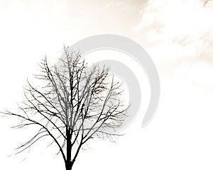 Alone tree