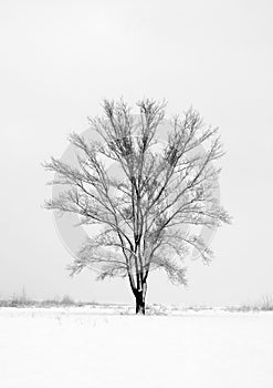 Alone tree amount winter field