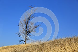Alone Tree on autumn meadow