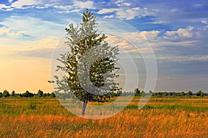 Alone tree on autumn meadow