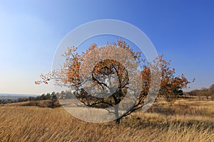 Alone tree on autumn meadow