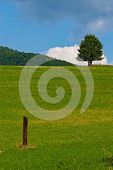 Alone tree on a blue sky with white clouds