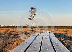 Alone tree in a bog