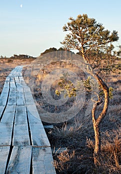 Alone tree in a bog