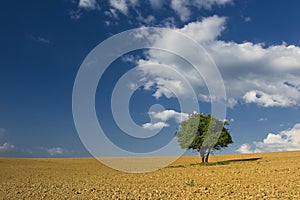 Alone tree in the brown field with blue cloudy sky