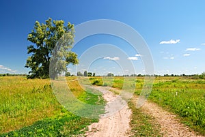 Alone tree and dirt road in field