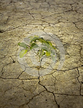 Alone tree on dry earth