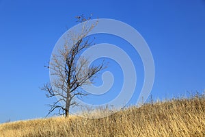 Alone tree on dry meadow