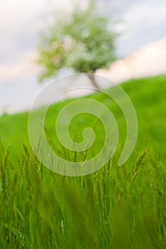 Alone tree on field