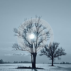 Alone tree in a field . Monocrome photography.