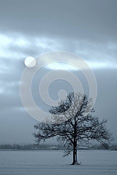 Alone tree in a field . Monocrome photography.