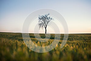 Alone tree on the field during sunset in Czech republic.