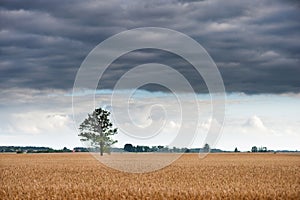 Alone tree in the field of wheat. Stromy Cloudy Blue Sky photo
