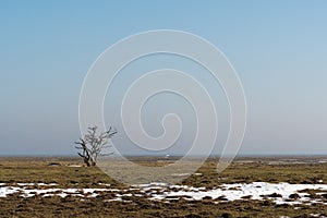 Alone tree in a great plain landscape