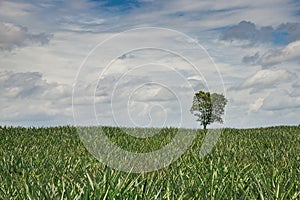 Alone tree on green meadow
