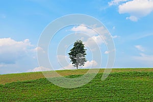 Alone tree on green meadow