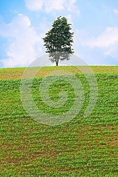 Alone tree on green meadow