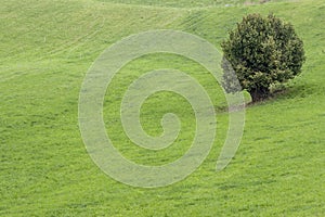 Alone tree on green meadow.