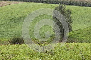 Alone tree on green meadow.