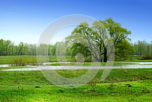 Alone tree and green meadow in water
