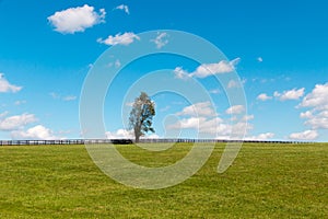 Alone tree on green pastures of horse farms. Country landscape photo