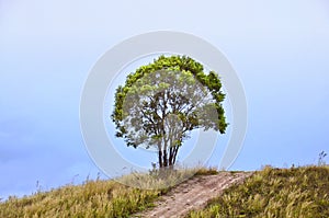 Alone tree on the hill