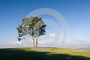 Alone tree on horizon against blue sky