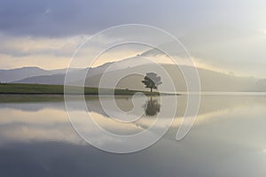 Alone tree in lake