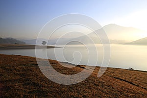 Alone tree in lake in sunny day