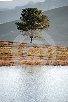 Alone tree in the Lake, the wildhorse eating glass near lake Dalat city - in LamDong- VietNam photo