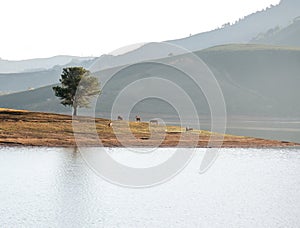 Alone tree in the Lake, the wildhorse eating glass near lake Dalat city - in LamDong- VietNam photo