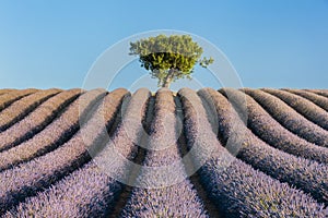 Alone tree in lavender field
