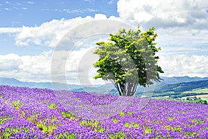 Alone Tree among Lavender Field in Summer at Hinode Park, Furano, Hokkaido, Japan