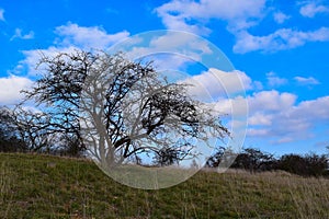 Alone tree on the meadow