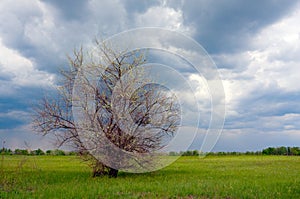 Alone tree on meadow