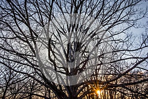 Alone tree on meadow at sunset with sun