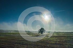 Alone tree on meadow at sunset with sun and mist