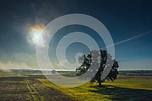 Alone tree on meadow at sunset with sun and mist