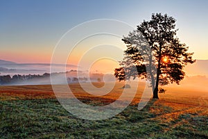 Alone tree on meadow at sunset with sun and mist