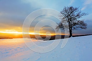 Alone tree on meadow at sunset at winter