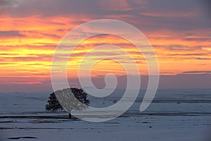 Alone tree on meadow at sunset at winter