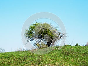 Alone tree in a meadow