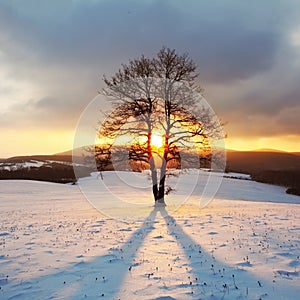 Alone tree on meadow at winter with sun rays
