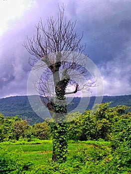 Alone Tree in Monsoon Season