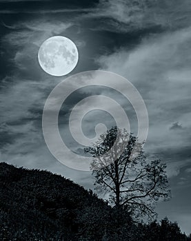 Trees with moon