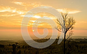 Alone tree on mountain at sunrise