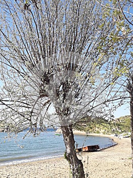Alone tree near the beach photo