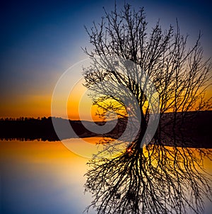 Alone tree near lake