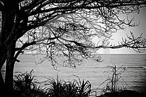 Alone tree near the sea with sky in black and